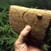 Meilleures Hash CBD